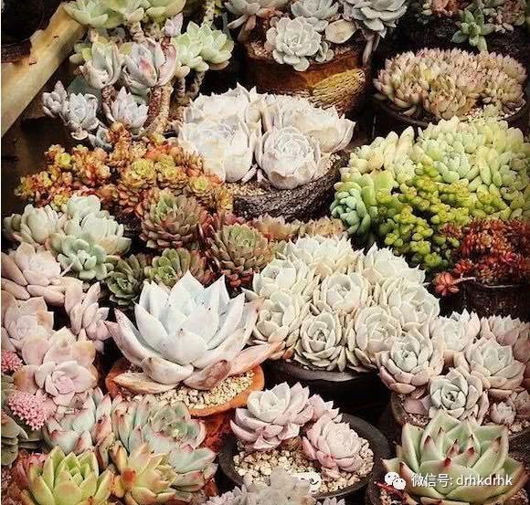 Do you know why so many people like succulent plants?