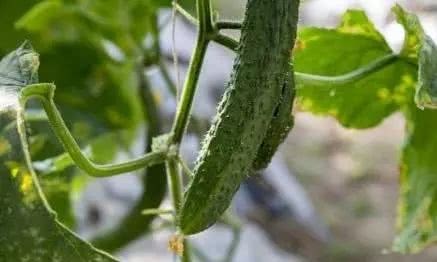 Autumn cucumbers taste more like cucumbers. Now we plant a few cucumbers at home and have cucumbers to eat all autumn.
