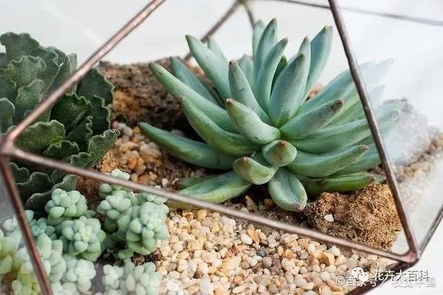 The breeding method of Fairy Cup, you can also easily raise a giant in the succulent world.