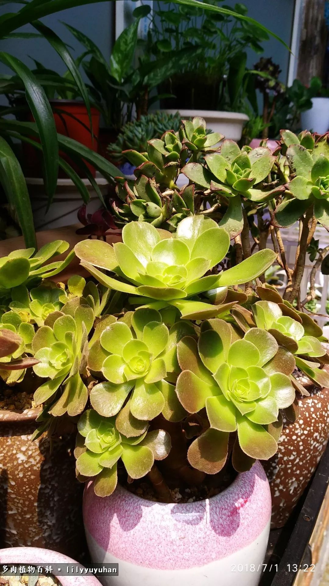 Sunshine is the most beautiful filter for succulent plants. Flowers and plants are more beautiful in the rain.