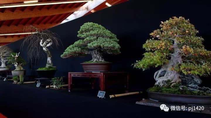 It is said that this is the highest standard bonsai exhibition in Europe.