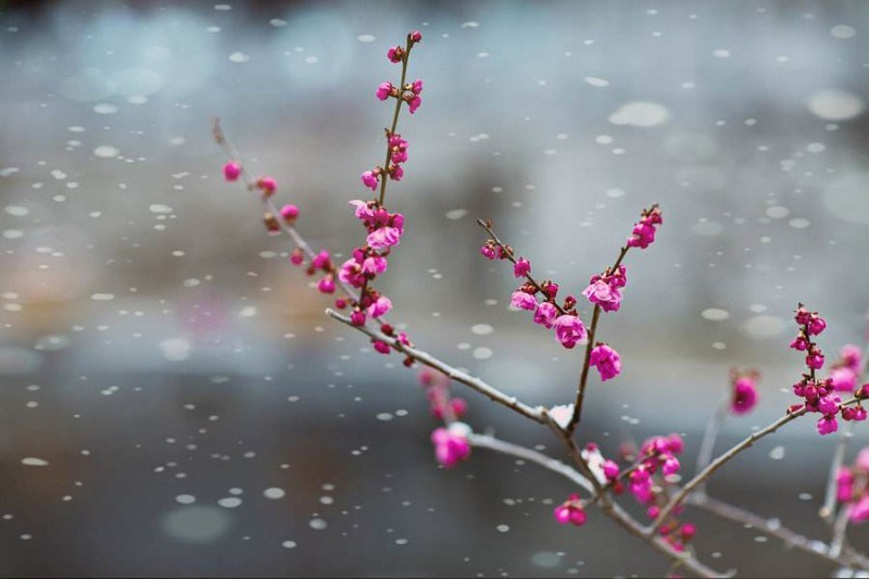 10000 foreigners from 20 countries have selected 10 flowers representing China for approval by 60% netizens.