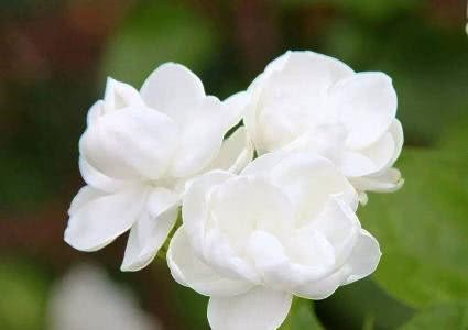 Do you know what to pay attention to when we plant jasmine?
