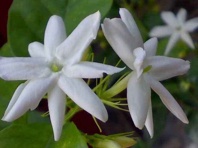 90% of southern flower friends do not know that single jasmine is less than double jasmine in the north because single jasmine is less.