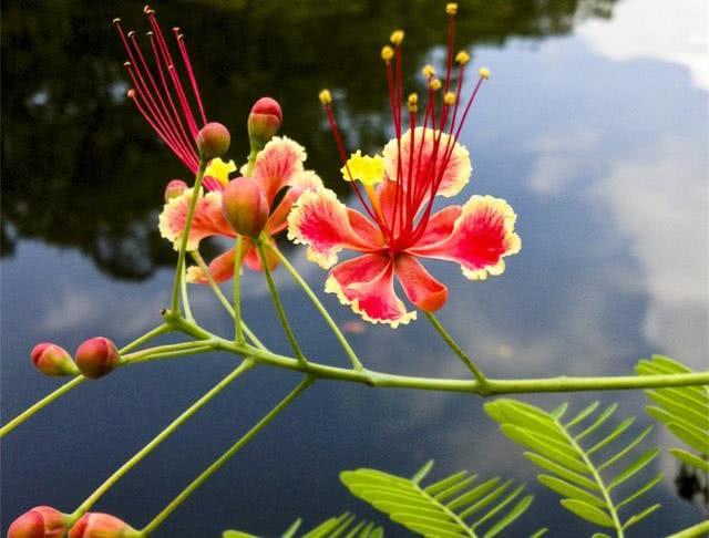 Goldilocks flowers are like flying phoenixes, vivid and vivid, like a Phoenix flying.