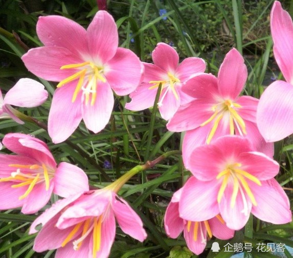 This flower looks like Lanfei orchid blooming very beautiful. do this step and keep blooming.