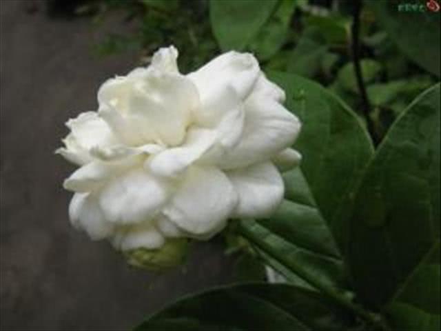 How to raise tiger head jasmine? What should be paid attention to in breeding tiger head jasmine?