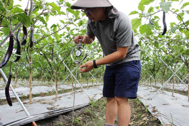 Spread plastic tape in the field, plants are easy to get hurt! The measured temperature soared to 78 degrees Celsius, and the root system floated, scalded and fatted.