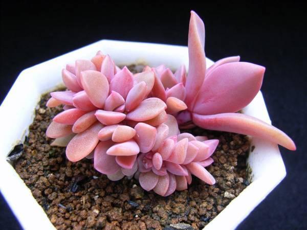 These kinds of succulent plants are all over if they are not careful in summer.