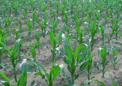 What is the operation of cutting corn seedlings? The old farmer said that the corn that had been cut had a high yield.