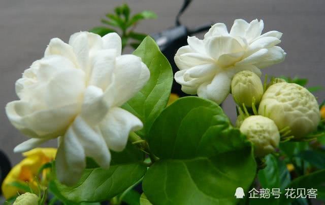 Raise tiger head jasmine to master these skills the flowers are full of big and white flowers