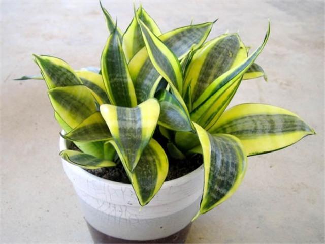 It is not a problem for the short-leaf tiger tail orchid to burst the pot as long as it is raised in this way.