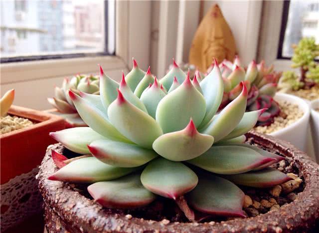 Succulent plants are stuffed into the fridge and the leaves are getting redder and redder. Five heads burst out in a minute.