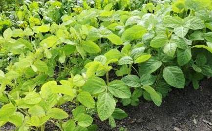 The excessive growth of soybean seedlings can not be controlled in time in order to avoid yield reduction.