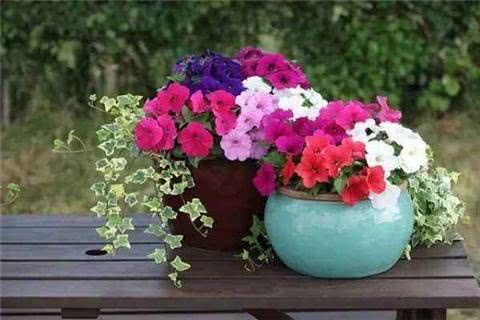 The cuttings of these three kinds of flowers have to take root every minute in summer and rub them all over the pot.