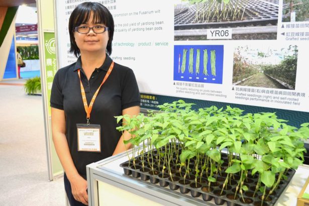 Break Fusarium wilt ~ cowpea no longer see money die! Kaohsiung agricultural reform farm pushes disease-resistant grafted seedlings and uses less drugs for disease resistance.