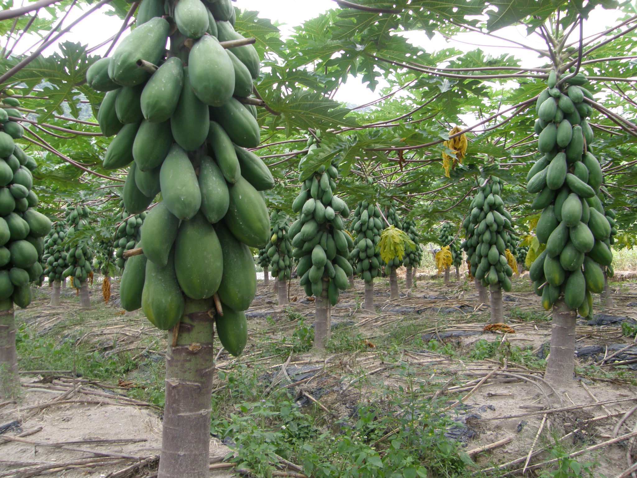 This American invading fruit is eaten raw and unripe, commonly known as giant mango. Few people have ever eaten it.