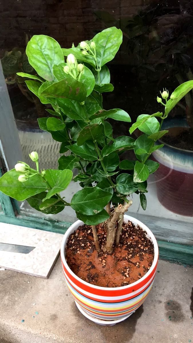 The tiger head jasmine blossoms without a tomato and the white flowers hang all over the branches and do not wither for 10 days.