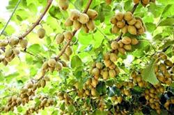 Removal method of kiwifruit rust