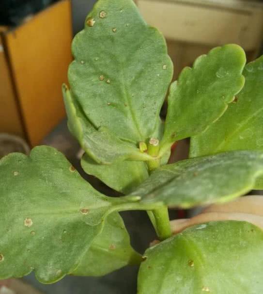 There are spots on the leaves of longevity flowers and they dare not cut them. I didn't think it was just like this.