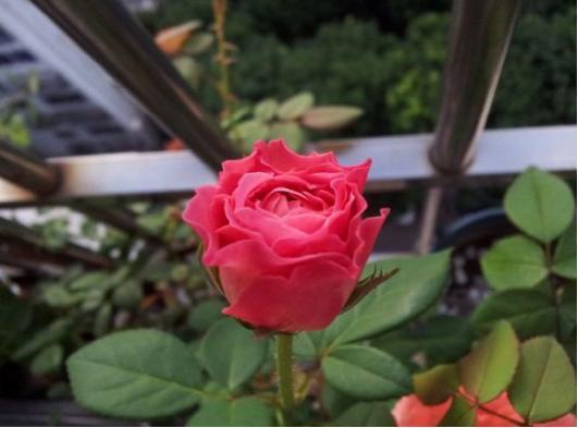 How to make the single rose evolve into a perfect plant type with many branches? Here's a trick.