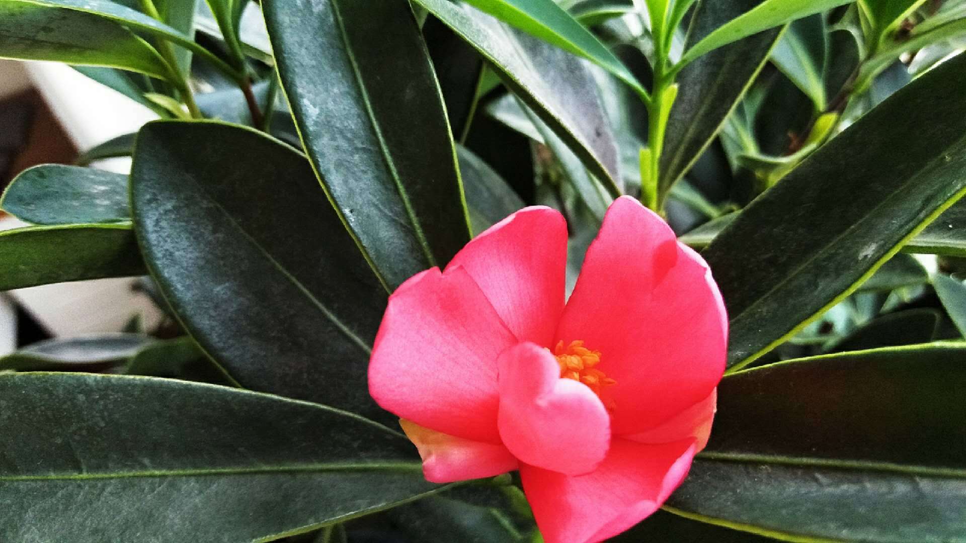 Why can't these kinds of flowers be drenched in summer? Do you know?