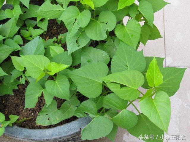 If you can't finish these three kinds of vegetables, you can throw them directly into the pot and grow luxuriantly, and you can also reap small surprises.