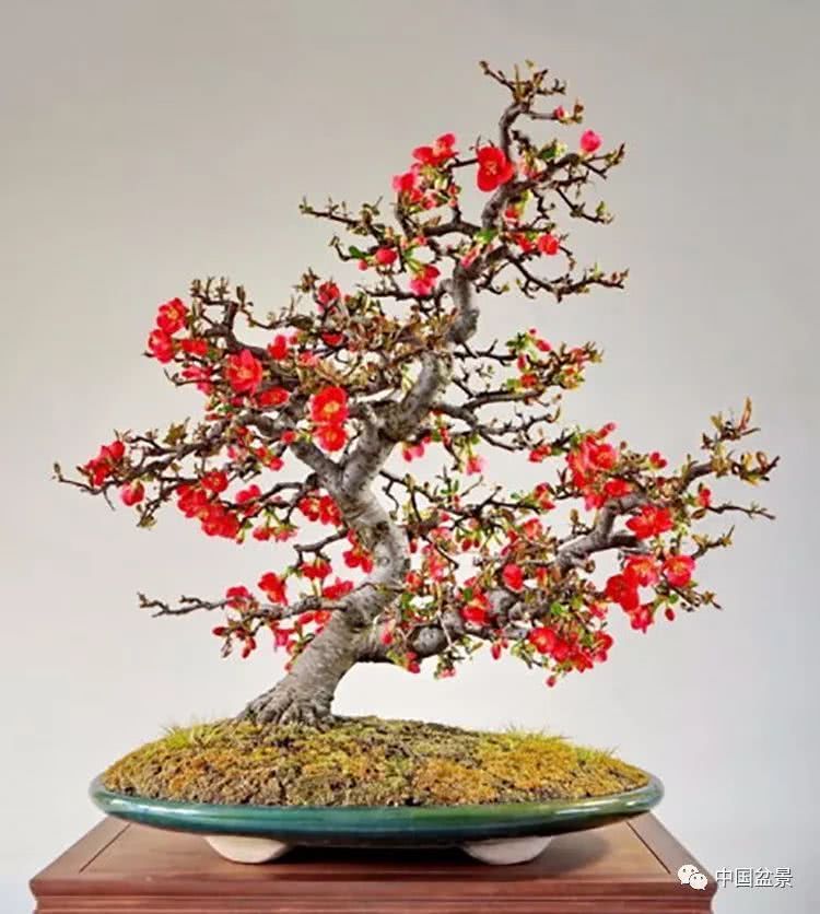 Bonsai the road of life always extends forward.