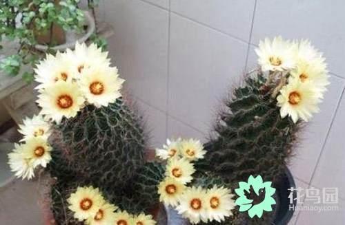 Common potted cactus master these five points can make it crazy flowering