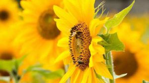 The difference between sunflowers and sunflowers