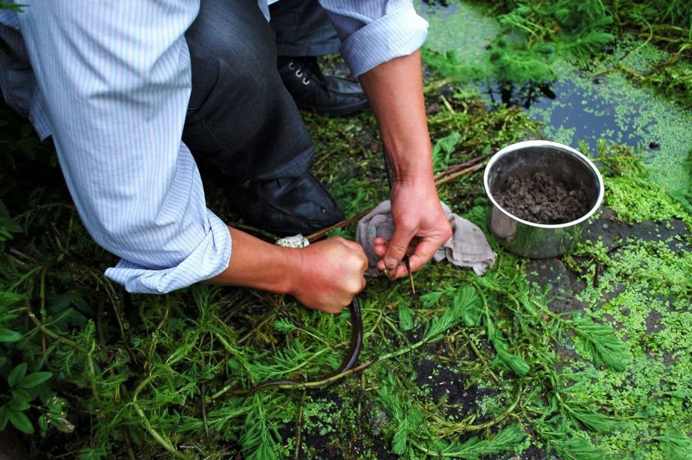 This slippery game was dug out of the mud 30 years ago and is now a national delicacy.