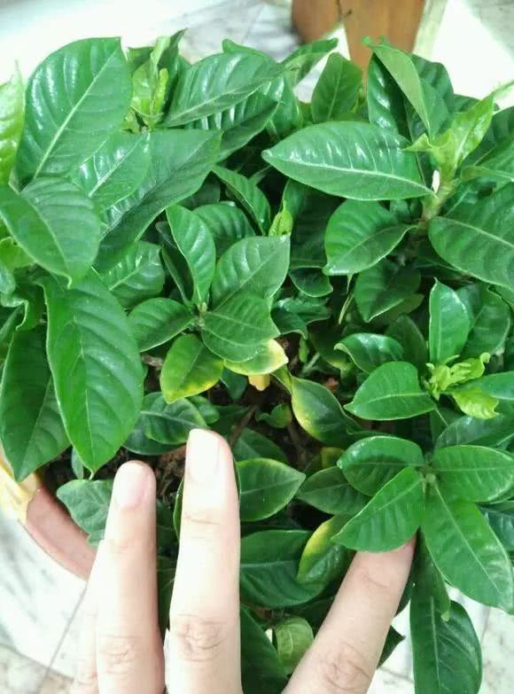 The newly bought gardenia yellow leaves are not long enough to teach you a few tricks and all the yellow leaves will be gone in a few days.