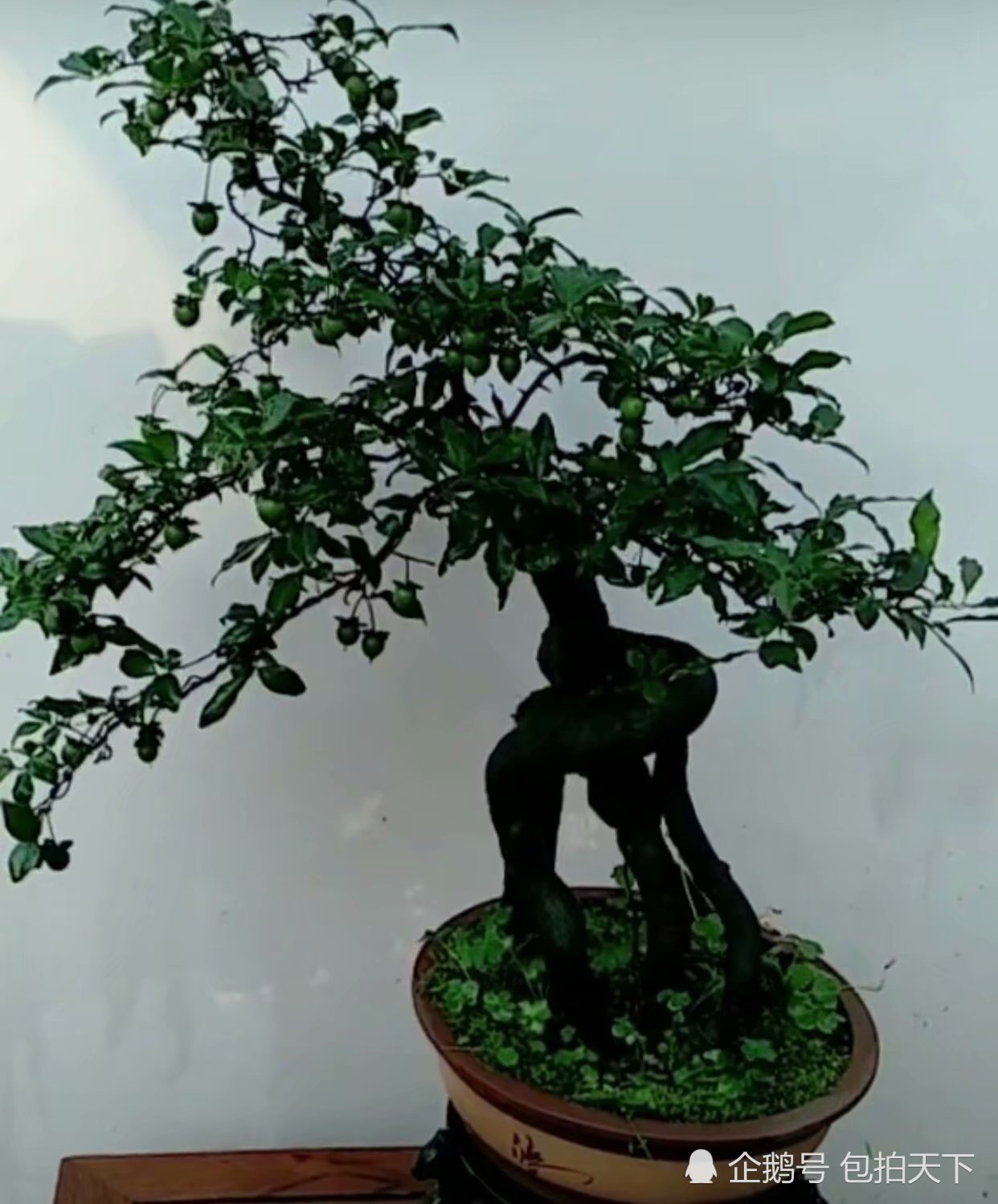Bonsai appreciation: the composition of fresh natural landscape is suitable for a horticulturist who has been engaged in bonsai industry for many years.