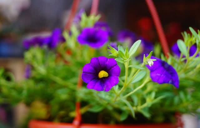 These waste flowers can like to put miso to the bottom of the pot to achieve obvious flowering effect.