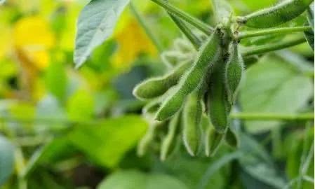 The soybeans in the United States can reach a thousand pounds per mu. Why can't we grow them?