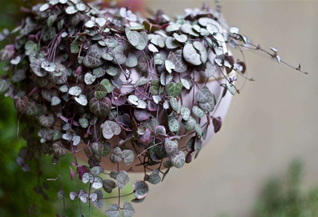 Qixi Festival confession artifact-heart-shaped green plant is a must for a single dog