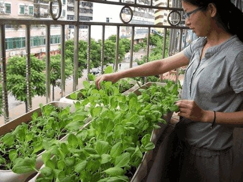 Potted vegetables are infested with insects? It's not urgent to use some chili and garlic to solve the problem every minute.