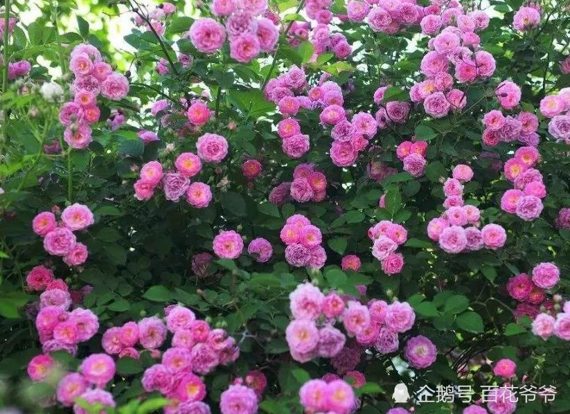 Qixi Festival must pick up girls: teach you three minutes to identify roses, roses and roses