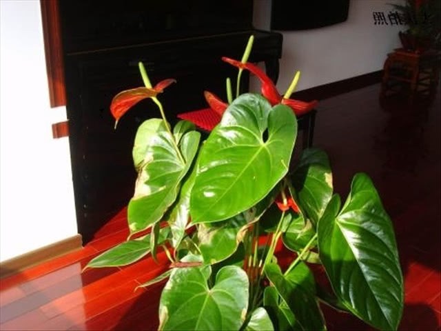How can Anthurium andraeanum flowers be watered to find a way to blossom brightly? can you raise them indoors?