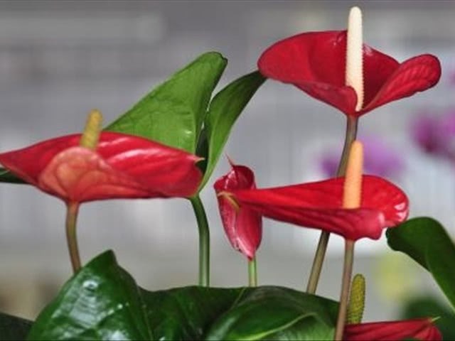 How do we trim Anthurium andraeanum? how do we manage it after blooming? That's all you need to do.