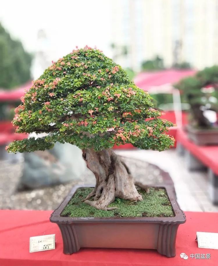 Appreciation of some works of bonsai Qishi Root Art Exhibition in Southwest Henan