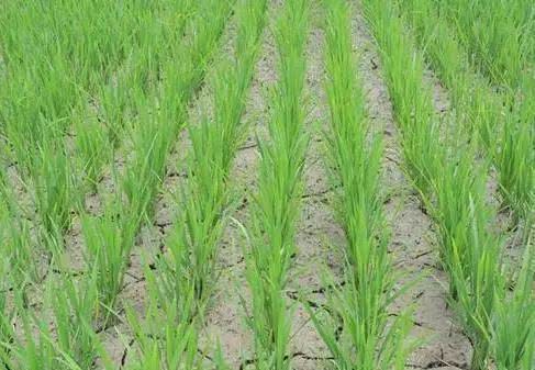 Cover the benefits of rice field drying a few more times is more beneficial to rice?