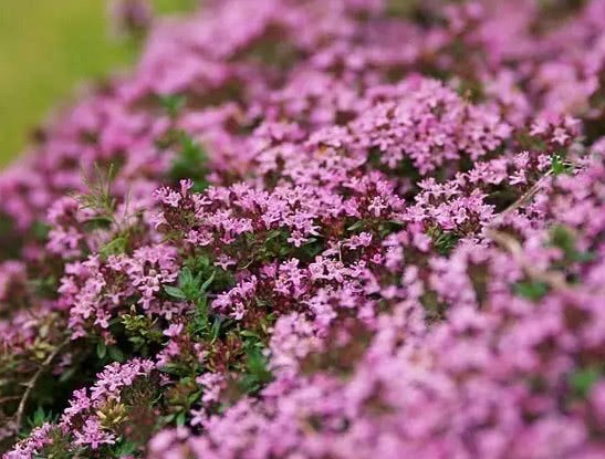 Still mowing the lawn? Why not plant these 5 beautiful and well-bred ground cover flowers