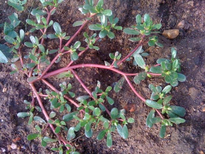 Is purslane a wild vegetable? It's because you don't know that planting potted plants is more expensive than a month's salary.