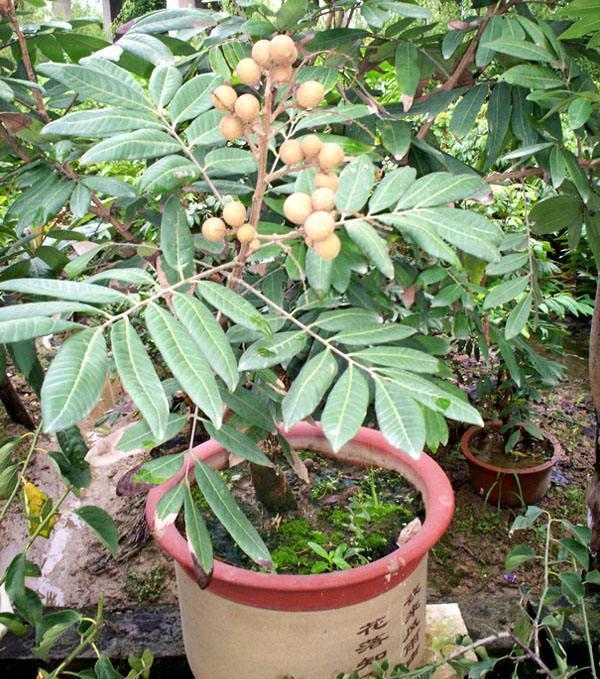 The core of longan fruit is so bad that it sprouts in potted soil for 7 days and 10 days to develop a small potted plant.