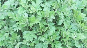 The difference between Artemisia annua and Artemisia annua