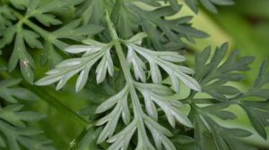 The difference between Artemisia annua and Artemisia annua