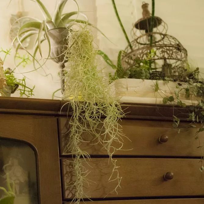 6 strange-looking houseplants, some you may not have heard of