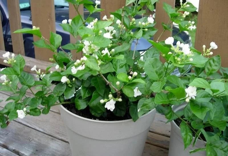 Your jasmine doesn't blossom year after year, it's probably because it's not ready at 6: 00.