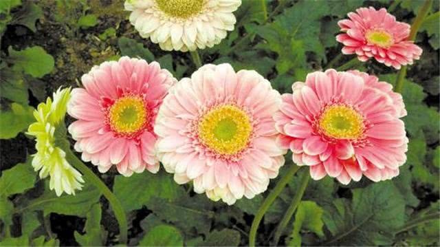 African chrysanthemum maintenance skills novice pay attention to these points a wide variety of colors is not a thing